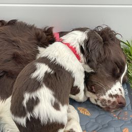 Coco - English Springer Spaniel