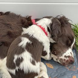 Coco - English Springer Spaniel