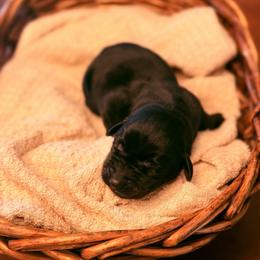 Flint - Black male Labrador Retriever puppy in Sweet Home, Oregon from Knotty Creek Labradors