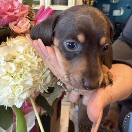 Belle the chocolate and cream - Chocolate and cream female Dachshund puppy in El Cajon, California from Lisa Buxton