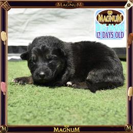MAGNUM -- IS PURE QUALITY - Black and tan male German Shepherd puppy in Murrieta, California from Diamond Oaks German Shepherds