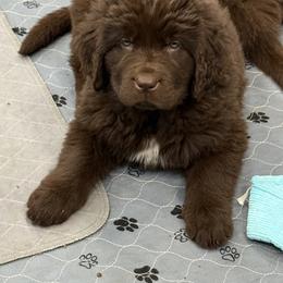 Cloe - Brown female Newfoundland puppy in Goodhue, Minnesota from Claypits Newfoundlands