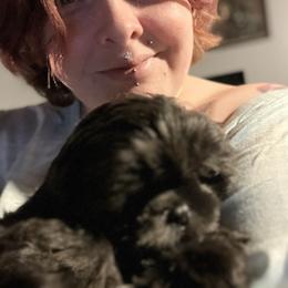 Shih Tzu Puppies from Lavender Lane Tzus