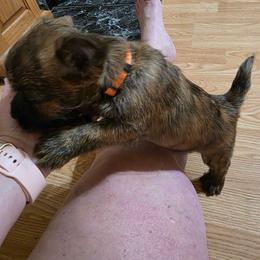 Habanero aka Mr Orange(White) - Red brindle male Cairn Terrier puppy in Savannah, Missouri from WoodSchott Cairn Terriers