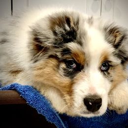 Australian Shepherd Puppies from Haint Blue Aussies