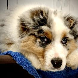 Australian Shepherd Puppies from Haint Blue Aussies