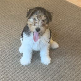 Boy 2 - White tan and black male Wire Fox Terrier puppy in Acton, Massachusetts from Far Echo Fox Terriers