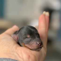 Binx (Standard Male) - Black and gold male Yorkshire Terrier puppy in Salisbury, Delaware from Royal Haven Pet Co.