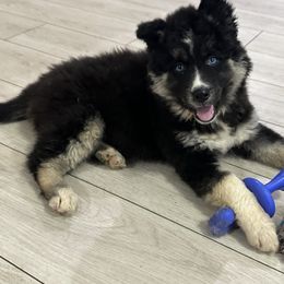 AKC Belly - Black tan and white female Siberian Husky puppy in Centreville, Maryland from Huskies By the Bay