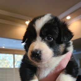 Black Tri Female - Black tri-color Australian Shepherd puppy in Fresno, California from Ellison Family Homestead