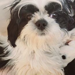 Harley  - Shih Tzu