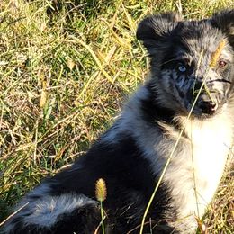 Australian Shepherds from Marvelled Aussies