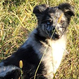 Australian Shepherds from Marvelled Aussies