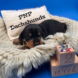 Susie - Black and tan female Dachshund puppy in Ben Wheeler, Texas from P&P Dachshunds