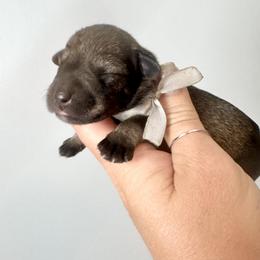 Silver Ribbon Girl - Salt and pepper female Miniature Schnauzer puppy in Floyd, Virginia from Little River Puppies