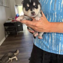 Boy 1 - Black and white male Alaskan Klee Kai puppy in Beverly Hills, Florida from Lucky Charm Klee Kai