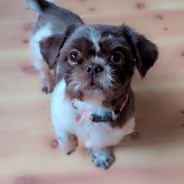 Miss Cocoa Chanel - Chocolate female Shih Tzu puppy in Gig Harbor, Washington from Mission Mountain Shih Tzu's
