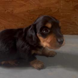 Boy 1 - Black and tan male Dachshund puppy in Stilwell, Oklahoma from Ross's Desert Doxies