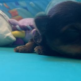 Yorkshire Terriers from Breeona's Yorkshire Terriers