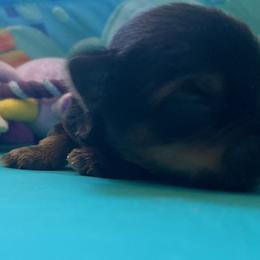 Yorkshire Terriers from Breeona's Yorkshire Terriers