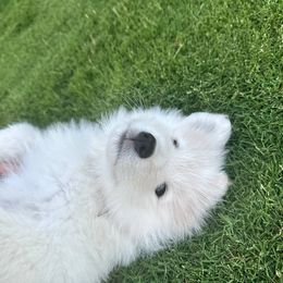 Samoyed Puppies from Leah Kubek