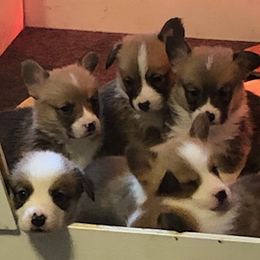 Pembroke Welsh Corgis from Viktor MahHaan Kennels - VMH Kennels