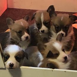 Pembroke Welsh Corgis from Viktor MahHaan Kennels - VMH Kennels