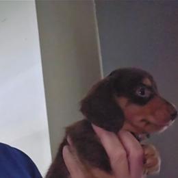 B1 - Chocolate and tan male Dachshund puppy in Lansing, Michigan from Black Thunder 517 Dachshunds and frenchies