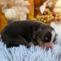 3 - Red tri male Toy Australian Shepherd puppy in Ambrose, Georgia from Brandilyn's Aussies