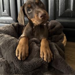 Doberman Pinscher Puppies from Haus of Hound