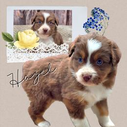 Hazel - Red tri-color female Miniature American Shepherd puppy in Artois, California from Aloe Aussies