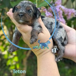 Teton - Merle male Cockapoo puppy in Pledger, Texas from Sugarbear Cockapoos
