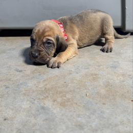 Boy 2 - Red male Bloodhound puppy in Tahlequah, Oklahoma from HNH Hounds