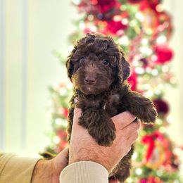 Topper - Brown male Bernedoodle puppy in Russell Springs, Kentucky from 270 Doodles