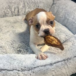 Girl 2 - Blue female Boston Terrier puppy in Rosston, Arkansas from Green Acre Boston Terriers