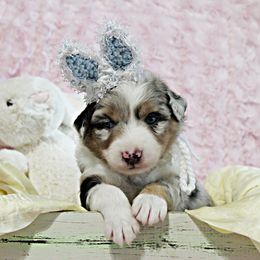 Miniature Australian Shepherd Puppies from Sand Dollar Aussies