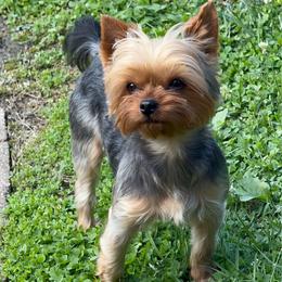 Russell - Yorkshire Terrier