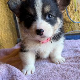 Xandra light pink - Black and tan female Pembroke Welsh Corgi puppy in Sanford, Michigan from Tambali Pembroke Welsh Corgis