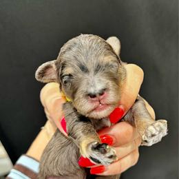 Smoky - Blue merle male Bernedoodle puppy in Macon County, North Carolina from Mountain Doodles