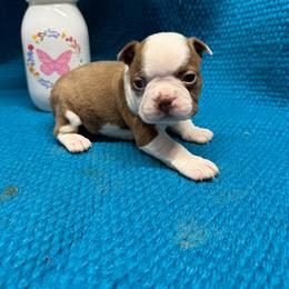 Boy 3 - Seal and white male Boston Terrier puppy in Chillicothe, Ohio from 740 kennels