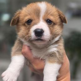 Girl 4 - White and red female Pembroke Welsh Corgi puppy in San Diego, California from San Diego Corgis