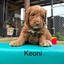 Keoni - Caramel red male Australian Labradoodle puppy in Alamo, Texas from QuiSal Labradoodles