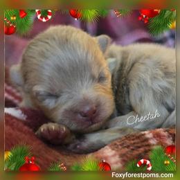 Cheetah - Chocolate merle female Pomeranian puppy in Eatonville, Washington from Foxy Forest Poms