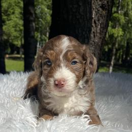 Oakley Orange collar - Brown merle male Aussiedoodle puppy in Clarkston, Washington from Doodle & Poodle Palace