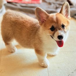 Lucy - Red female Pembroke Welsh Corgi puppy in Hawi, Hawaii from Corgis Hawaii Pleasantstone Aloha Corgis