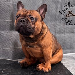 Bison - French Bulldog