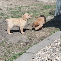 Golden Retriever Puppies from Ramblin Gypsy Ranch