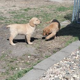 Golden Retriever Puppies from Ramblin Gypsy Ranch