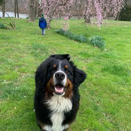 Bernese Mountain Dogs from MadKnight Farms Bernese