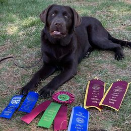 Labrador Retrievers from Flying Squirrel Retrievers